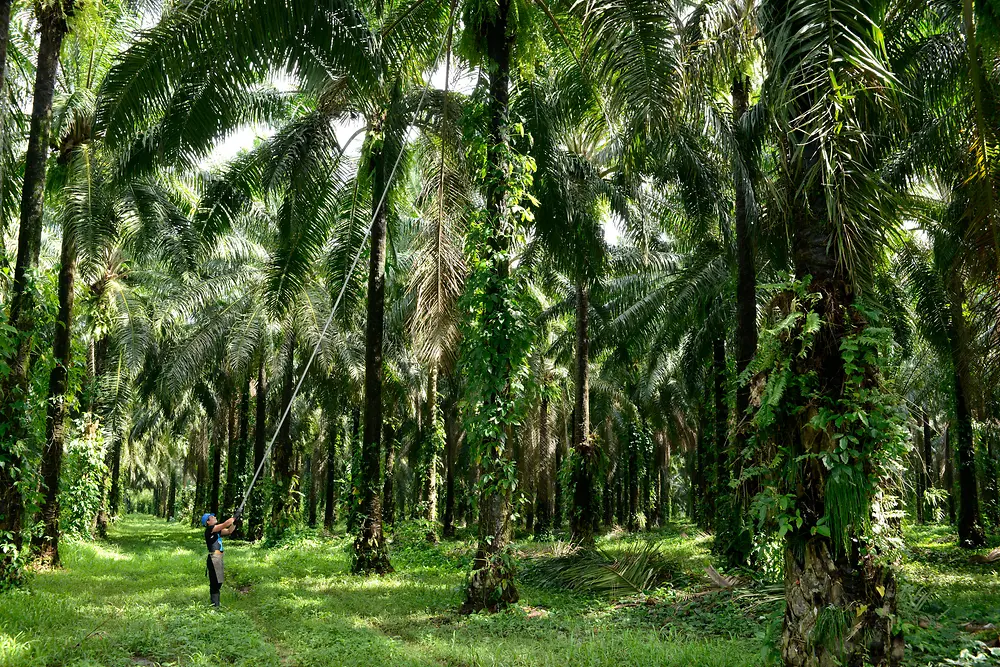Hombre cosechando frutos de palma en el bosque de palmeras.