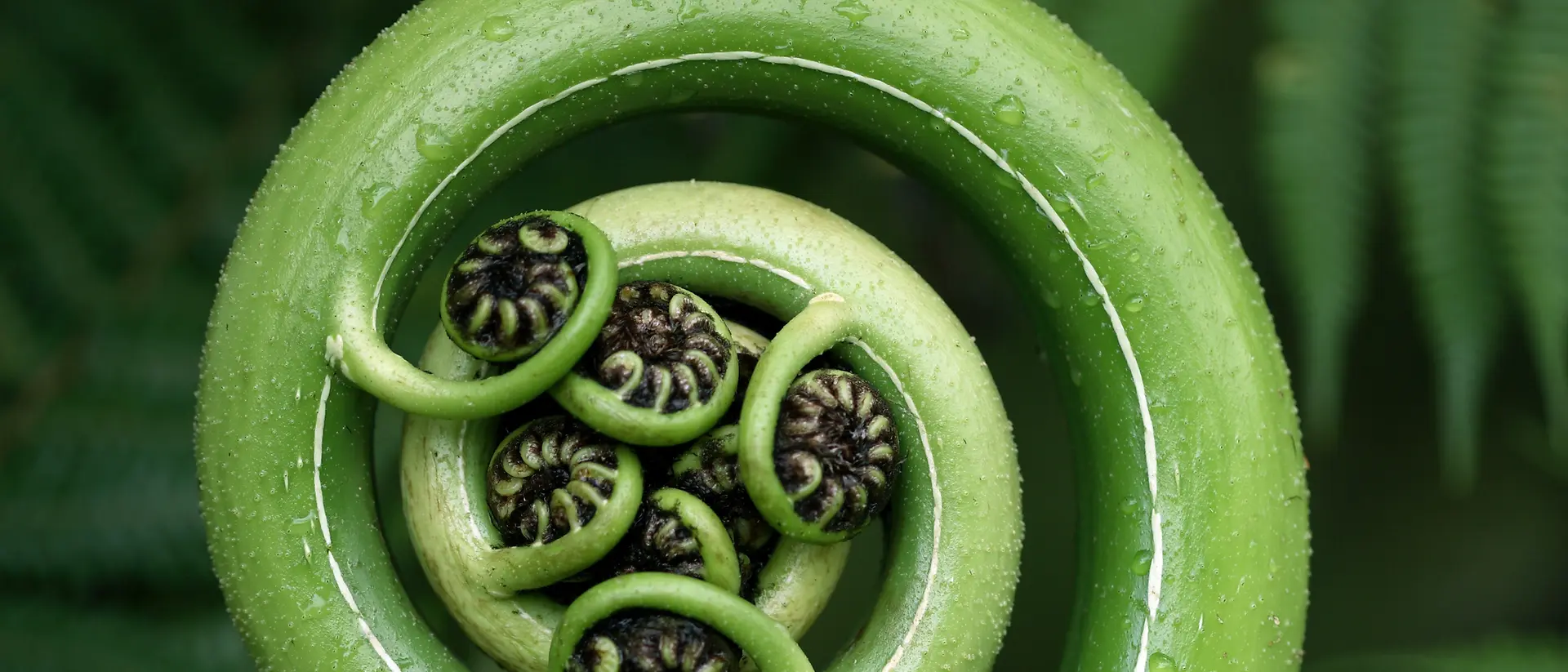 Primer plano de un brote de helecho verde desplegándose, con forma de espiral y pequeños foliolos enrollados en su centro, rodeado de frondosas hojas de helecho. 