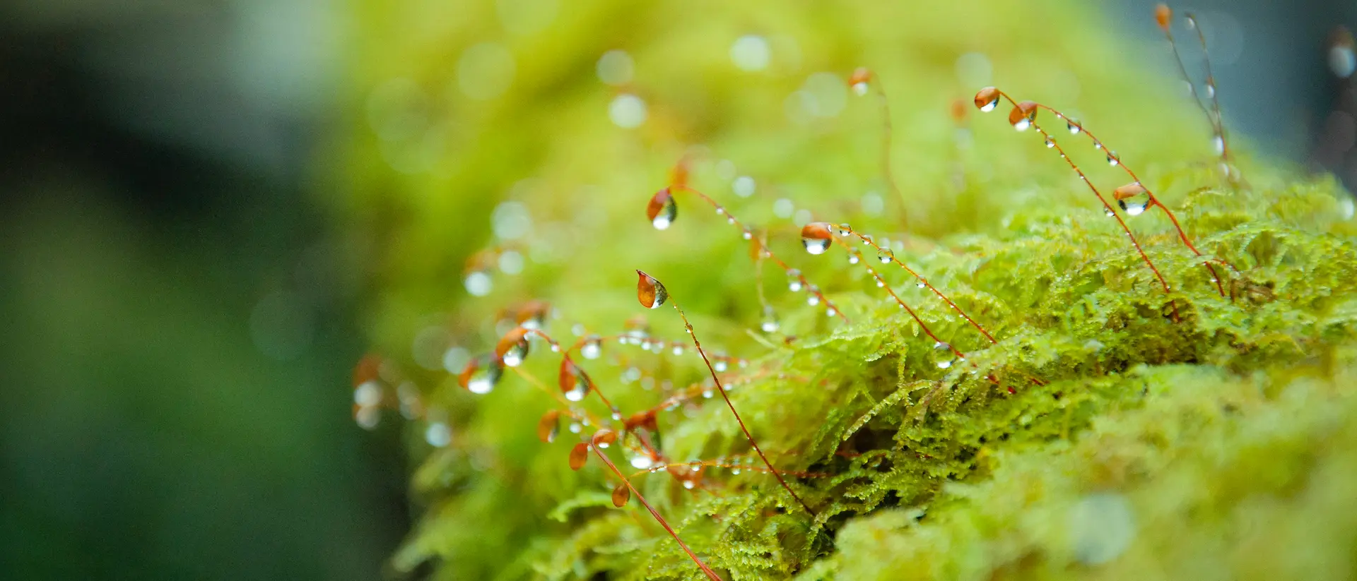 Primer plano de musgo verde brillante con delicados tallos rojos finos que emergen de él, cada uno con pequeñas gotas de agua. El fondo aparece suavemente desenfocado, destacando la textura y la humedad del musgo. 