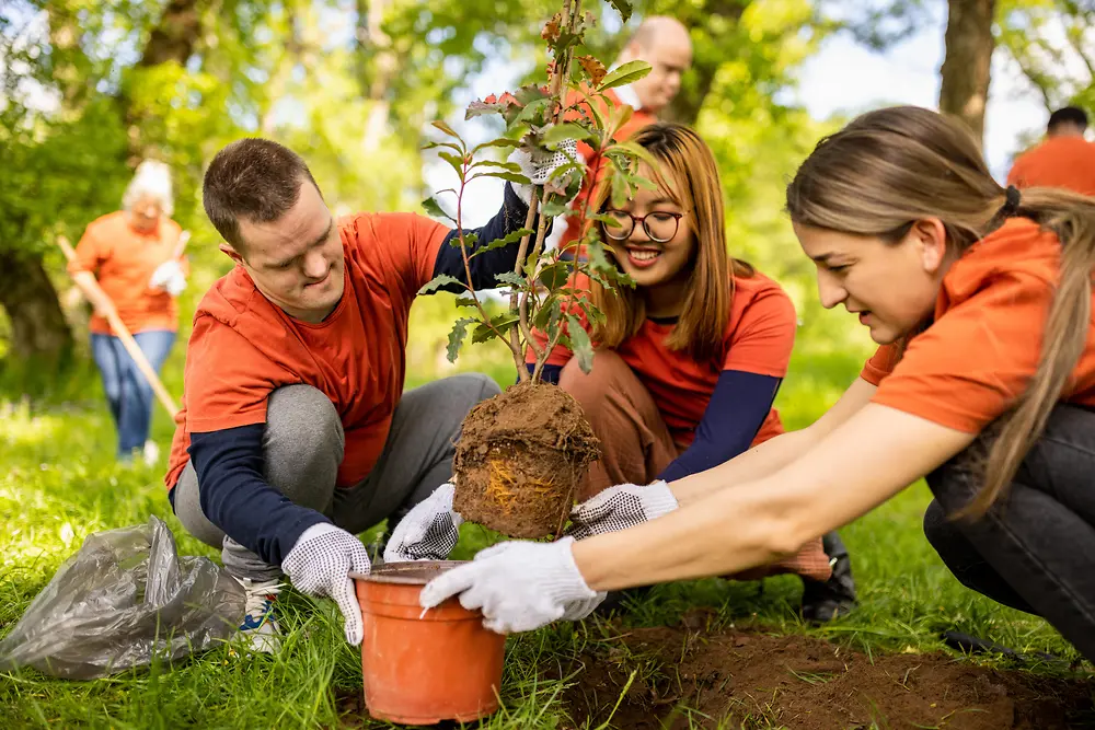 Varias personas trabajando juntas al aire libre para plantar un árbol joven en una zona de parque soleada y con césped. 