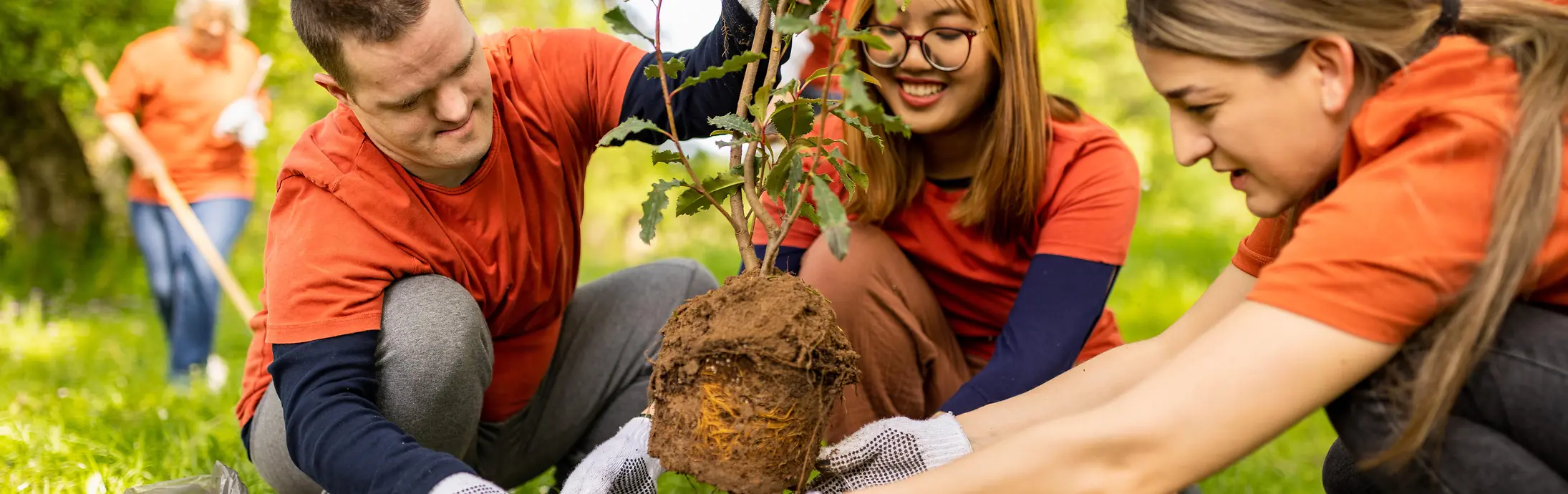 Varias personas trabajando juntas al aire libre para plantar un árbol joven en una zona de parque soleada y con césped. 